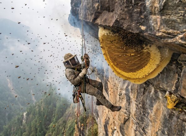 The Gravity-Defying Science of Wild Honey Harvesting