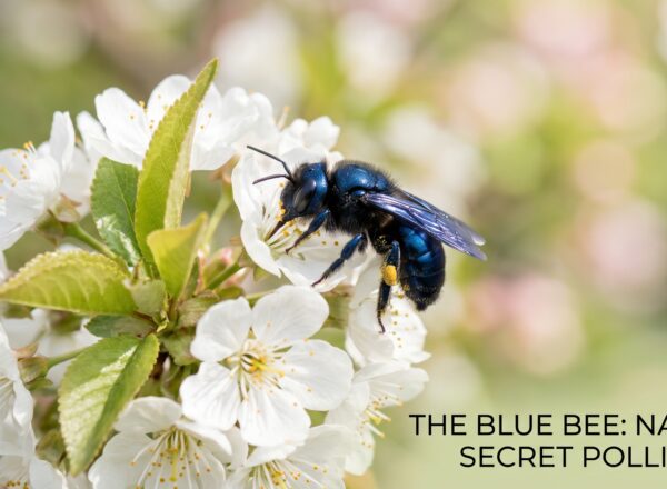 The Brilliant Mystery of Blue Bees: The Real-Life Sapphire of the Rainforest