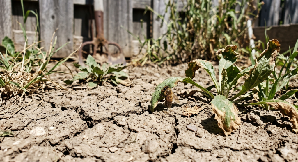 This image depicts the reality of the July Nectar Crash. The harsh midday sun hits parched, cracked soil. A tired honeybee rests on a withered leaf, showing how brutal the search for food becomes when local flowers have dried up.