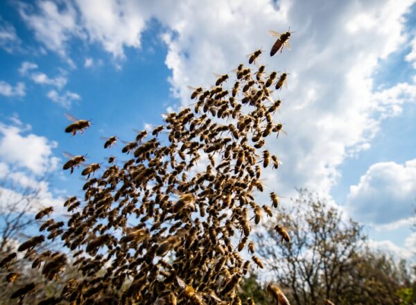 The Ultimate Sacrifice: Why Male Honeybees Explode in Mid-Air 💥