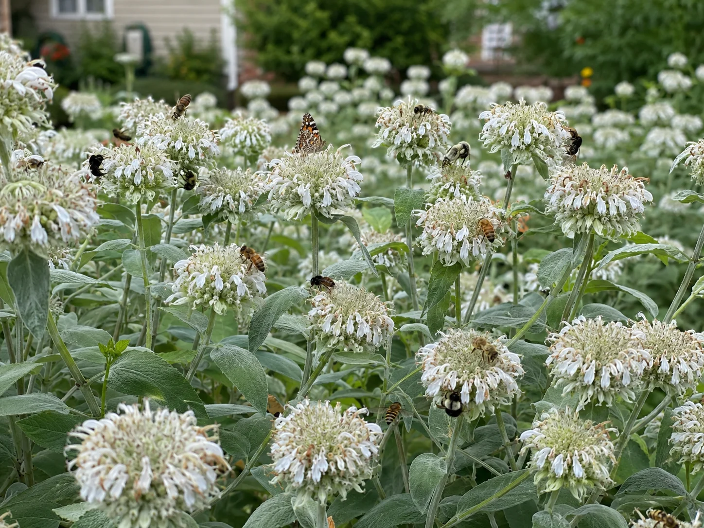 mountain mint providing midsummer forage in a beginner pollinator garden