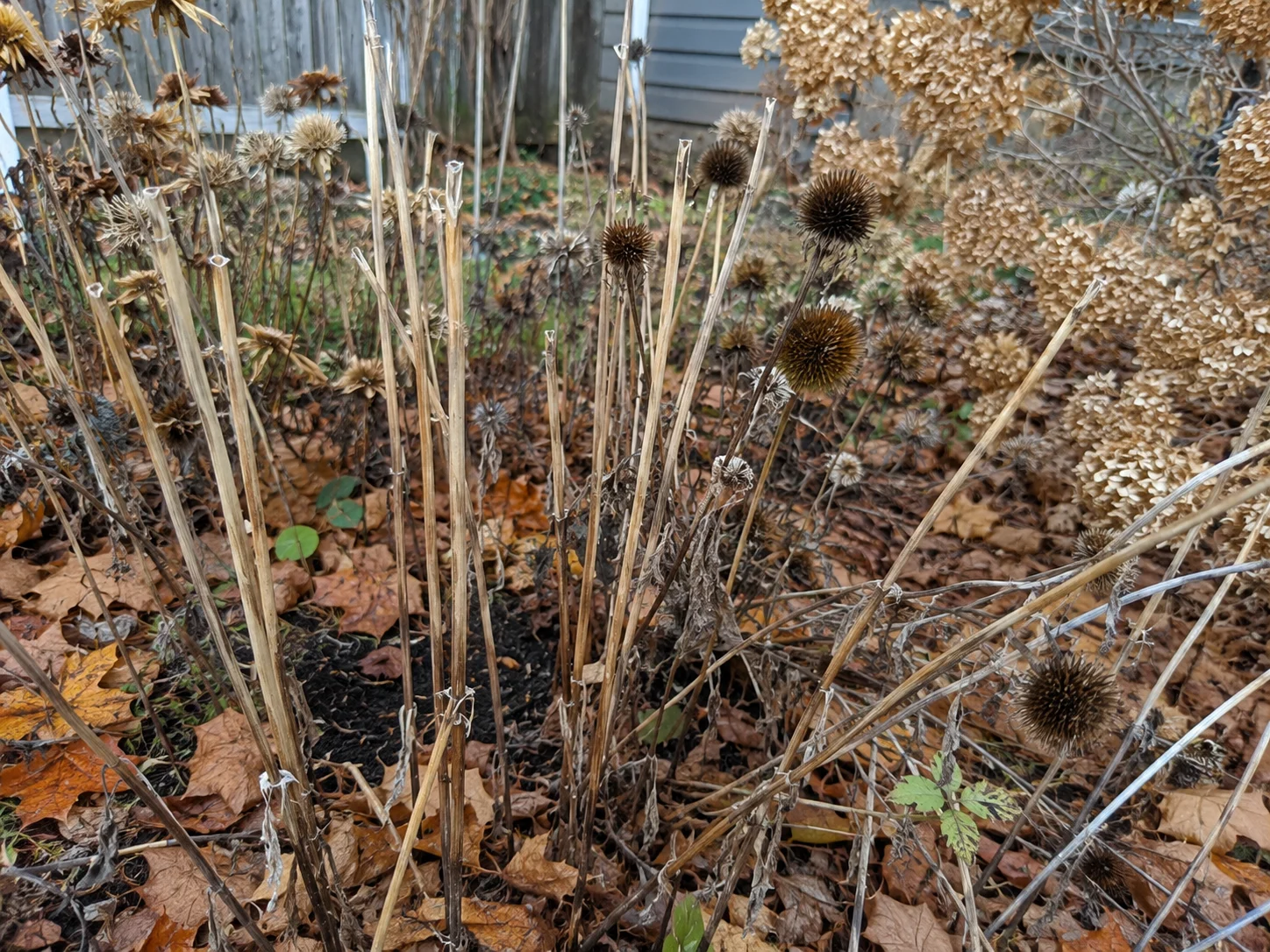 leaving stems and seedheads during fall garden cleanup for bees