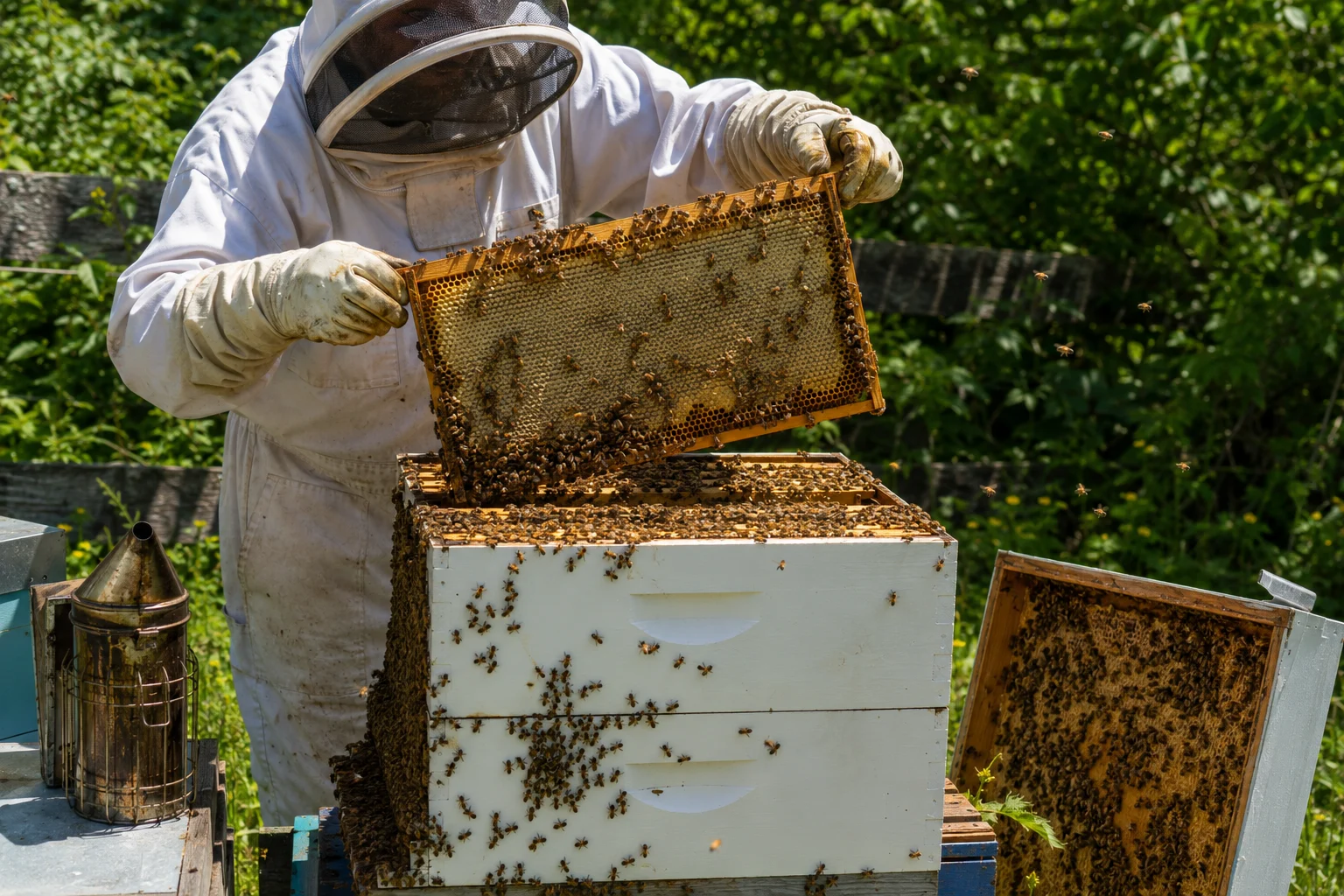 beekeeper summer hive inspection two box Langstroth colony peak population honey super frame