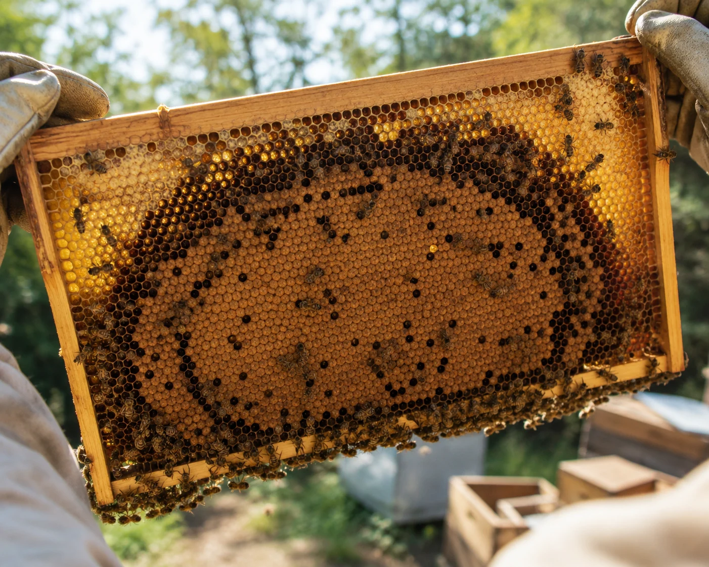 honeybee brood frame showing arc pattern capped brood larvae eggs healthy queen laying pattern summer inspection