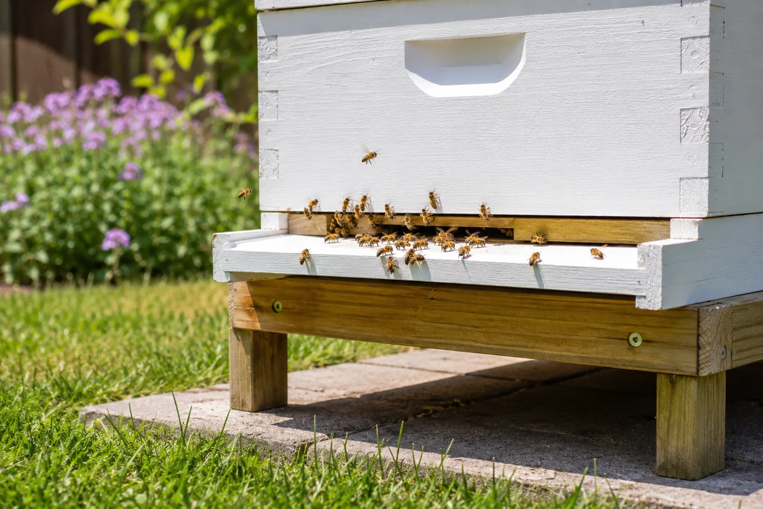 clear beehive entrance for summer ventilation and bee traffic