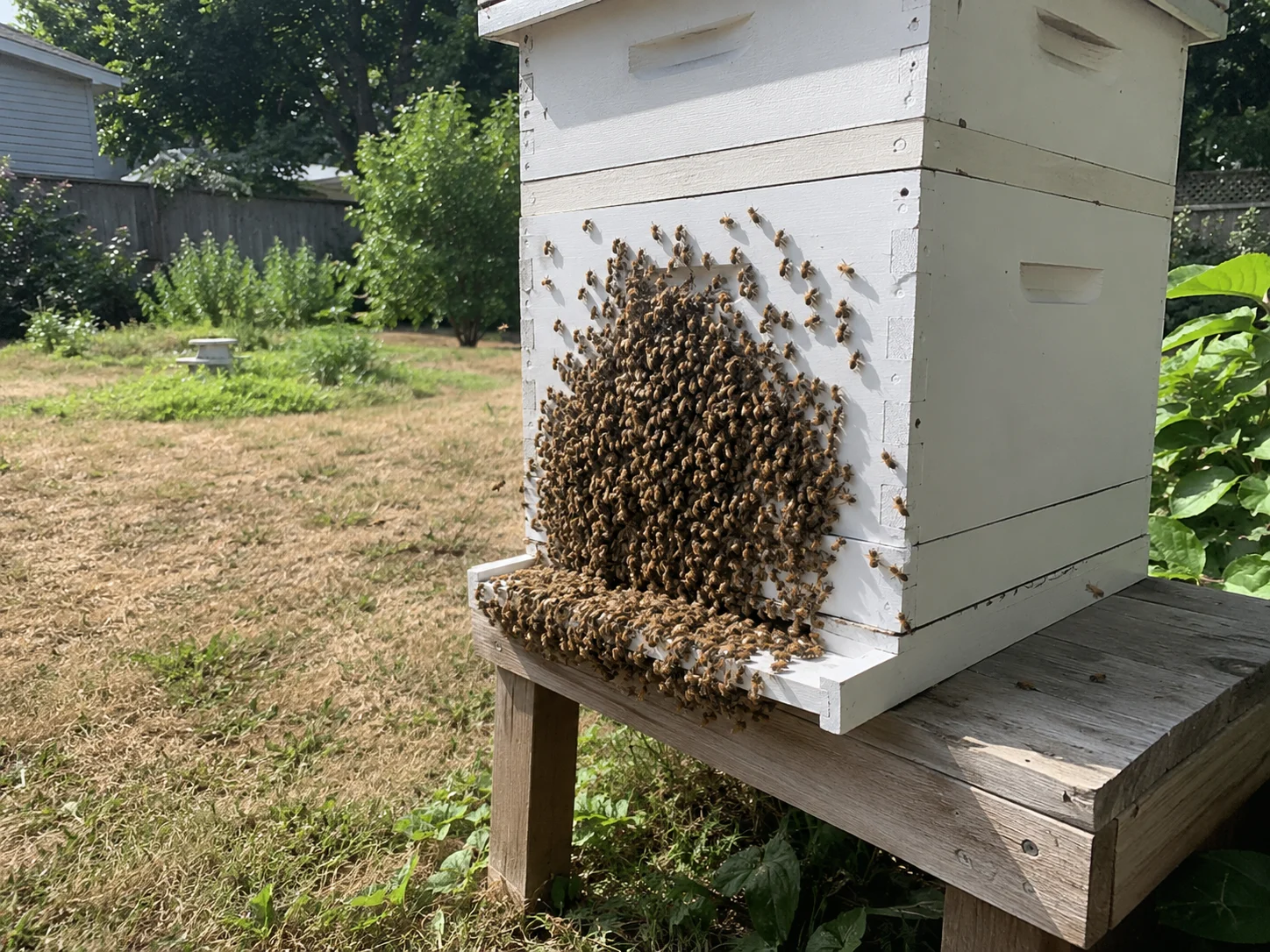 bees bearding on hive entrance during summer heat stress