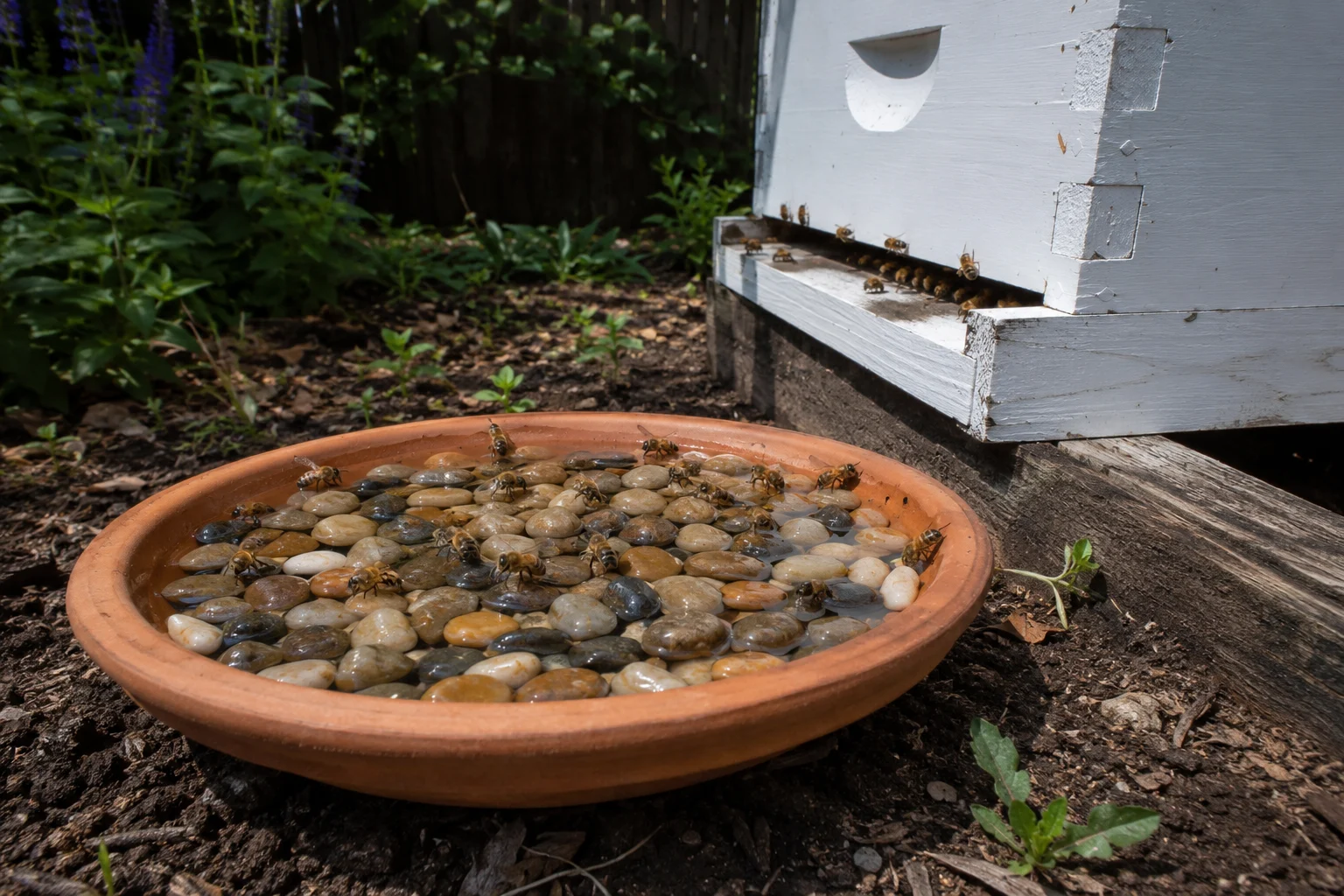 bee water source near backyard beehive for summer cooling