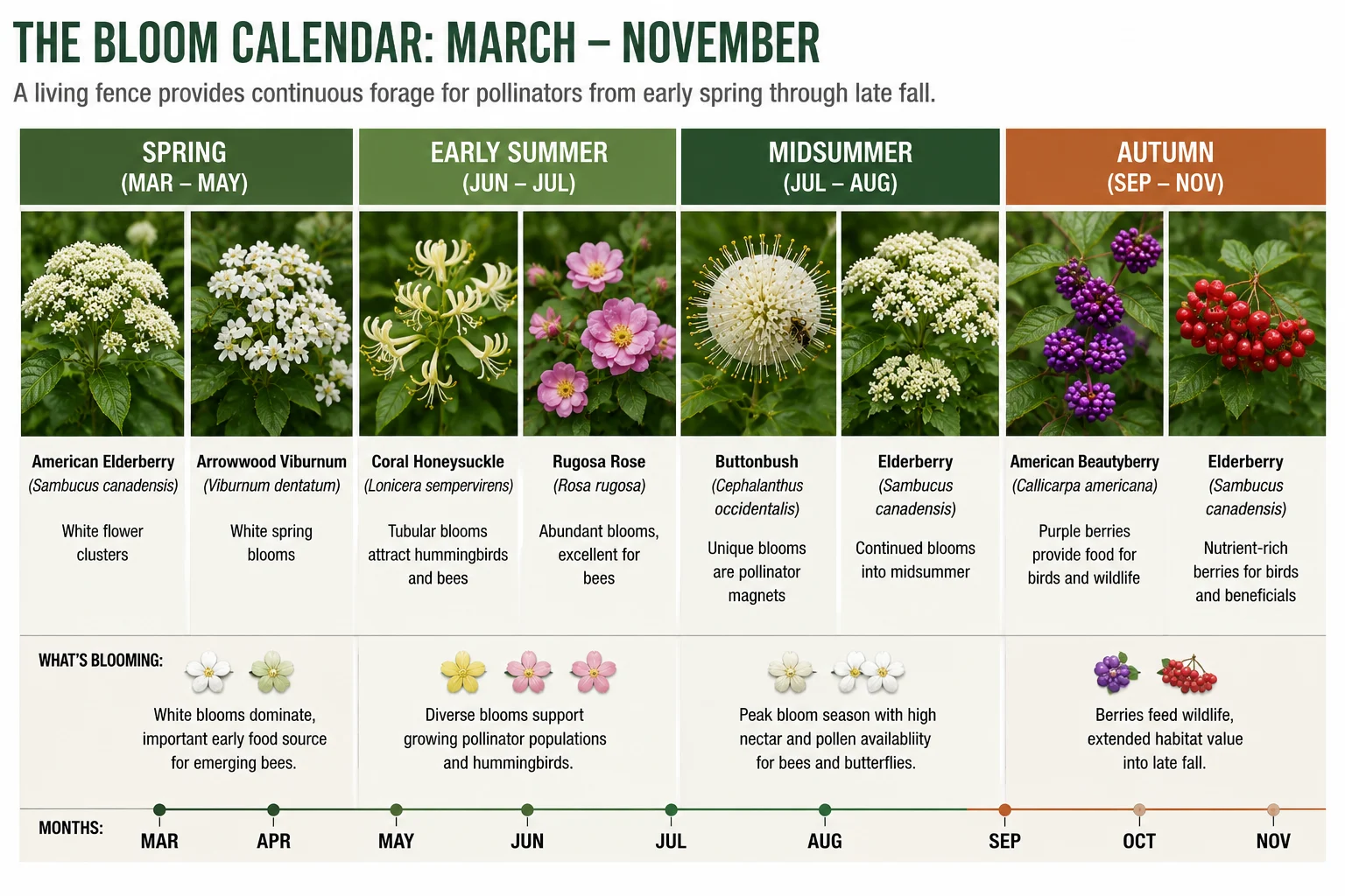 living fence seasonal progression spring summer autumn bloom calendar bee-friendly hedge US native shrubs