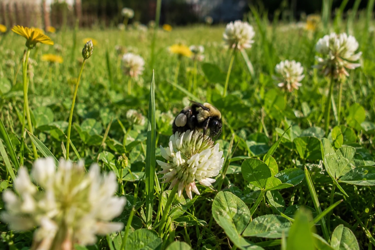 bumblebee foraging white clover lawn pollinator habitat imperfect garden native bee US wildflower lawn