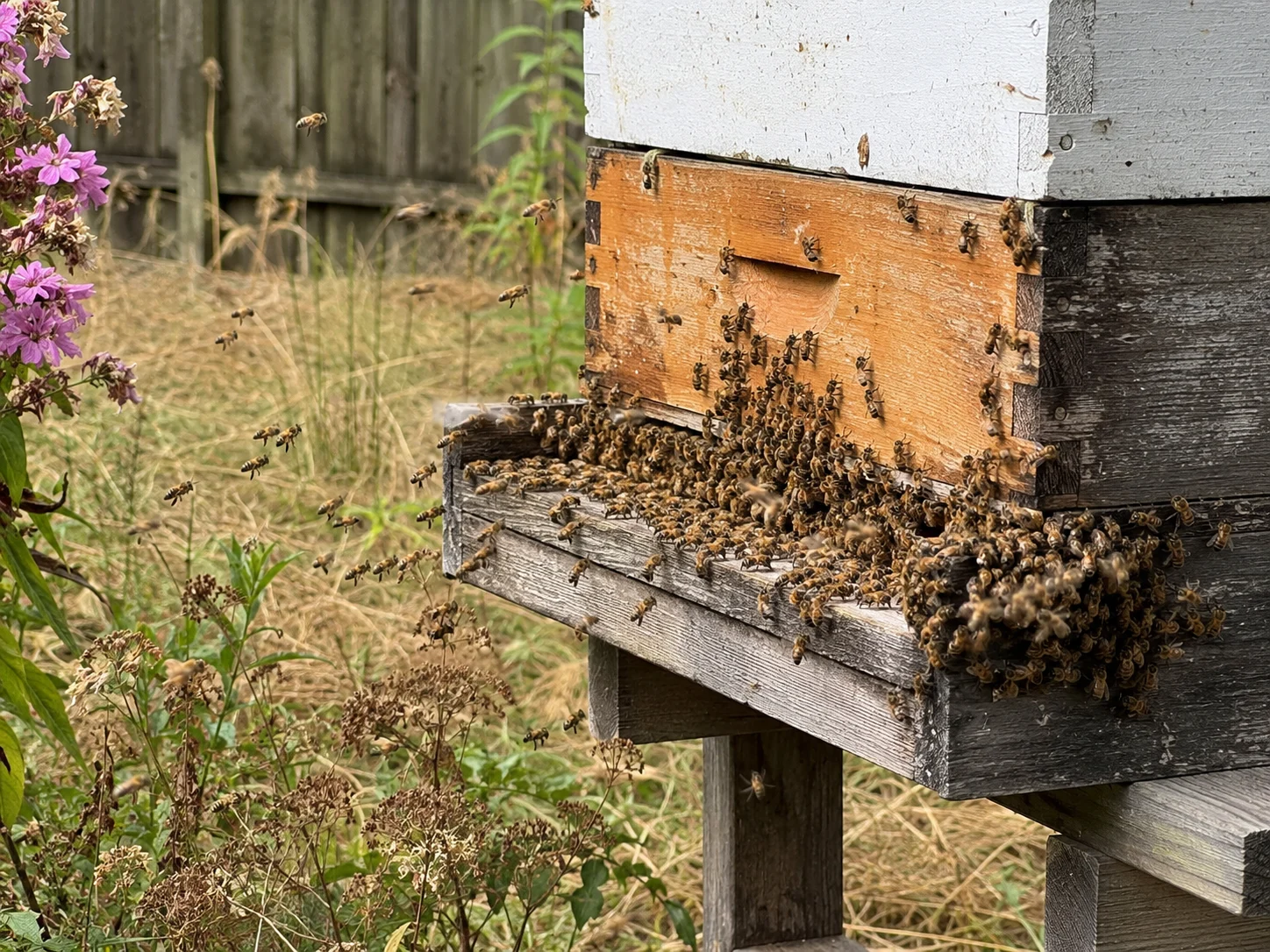 robbing bees at hive entrance in late summer