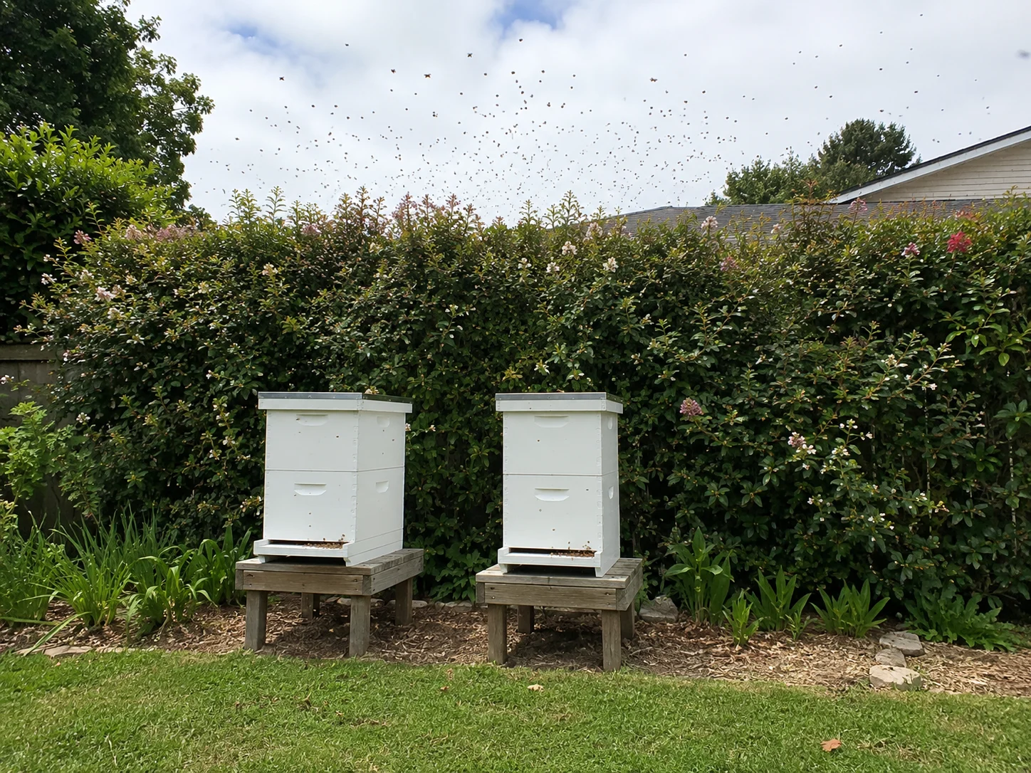 backyard beehive fly-up barrier with flowering hedge for bee flight path control