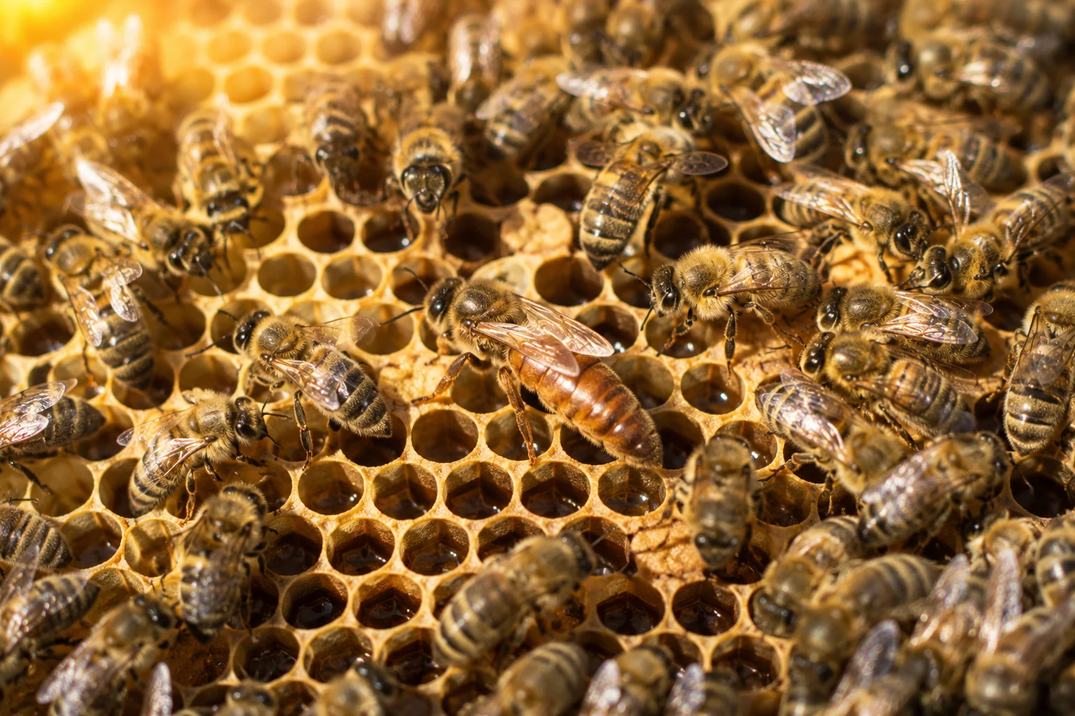 Honeybee Queen Laying Rate in Summer: Managing a Colony at 60,000+ Bees