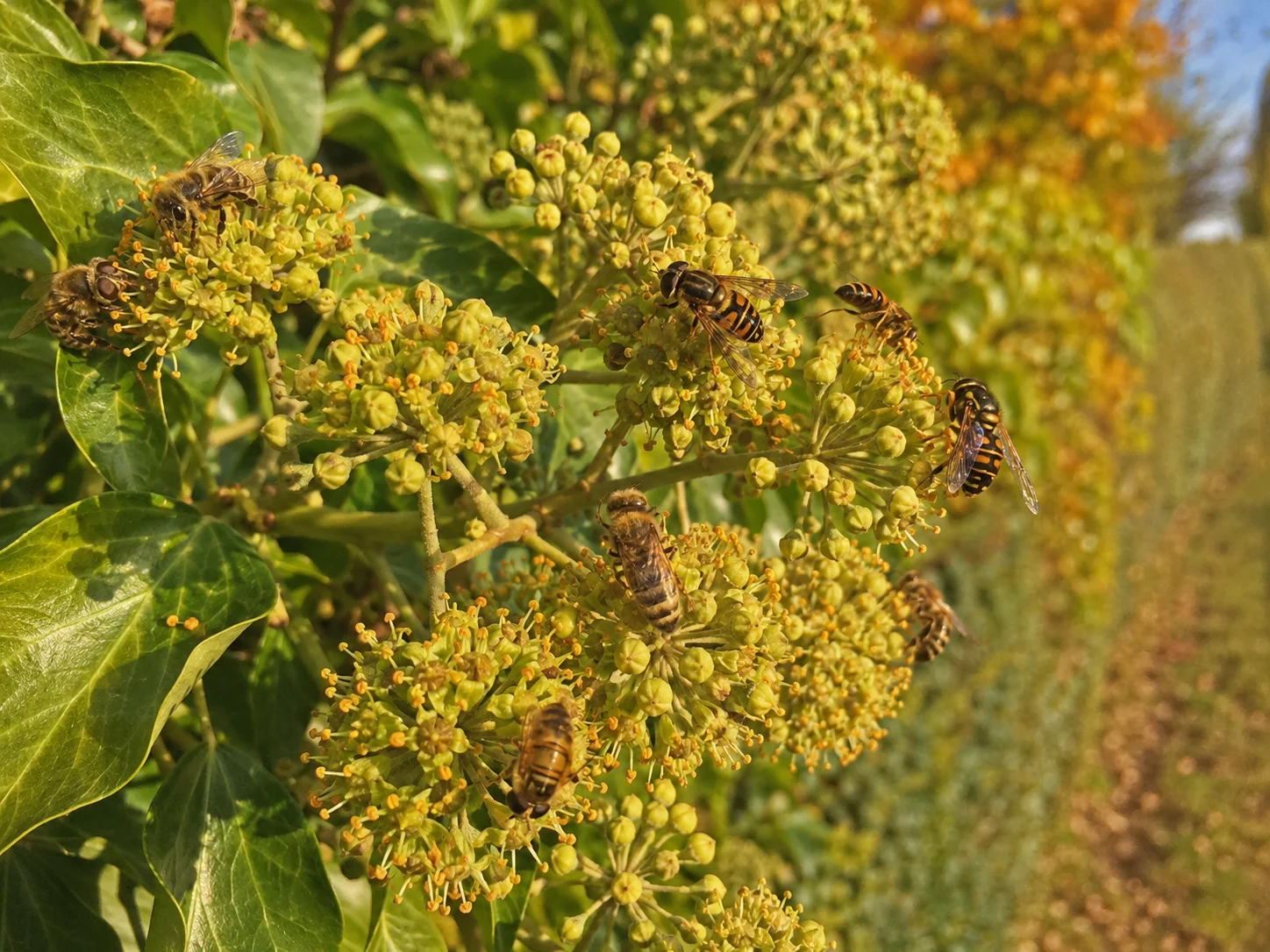 ivy flowers providing late autumn nectar for bees