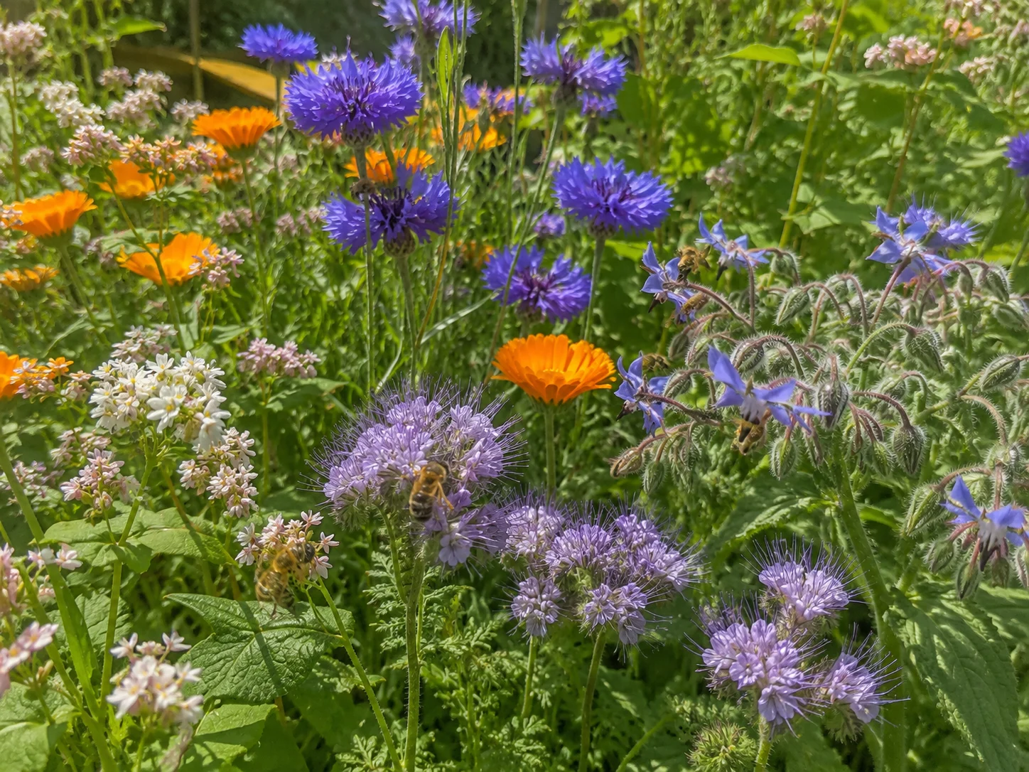open flowers for bees during the June nectar gap