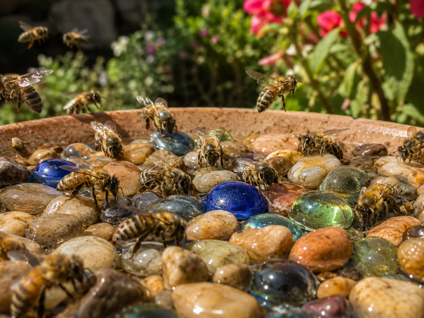 honeybees drinking water from shallow dish with pebbles apiary water source summer heatwave