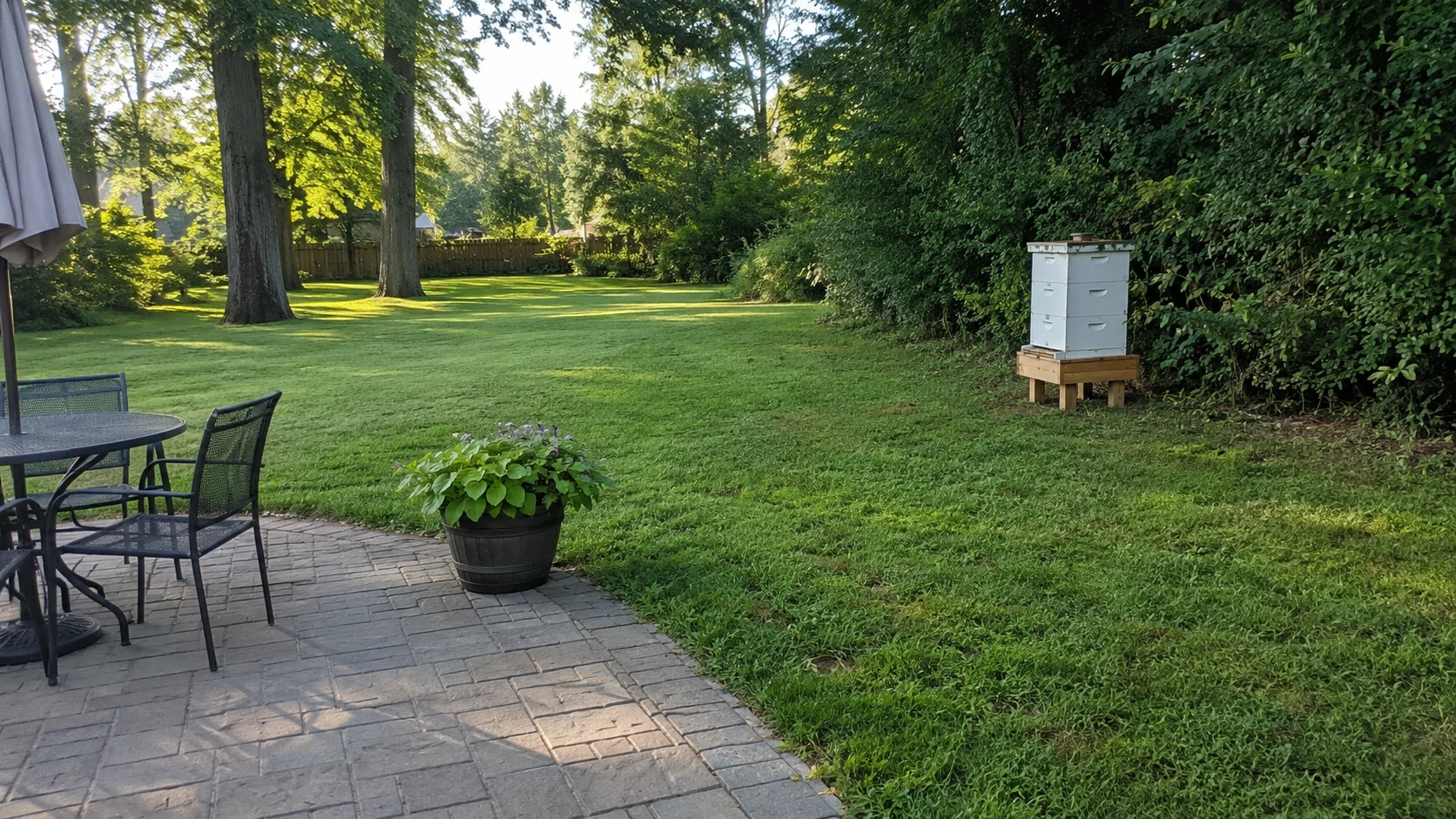 backyard beehive placement with hive stand, hedge windbreak, and safe bee flight path