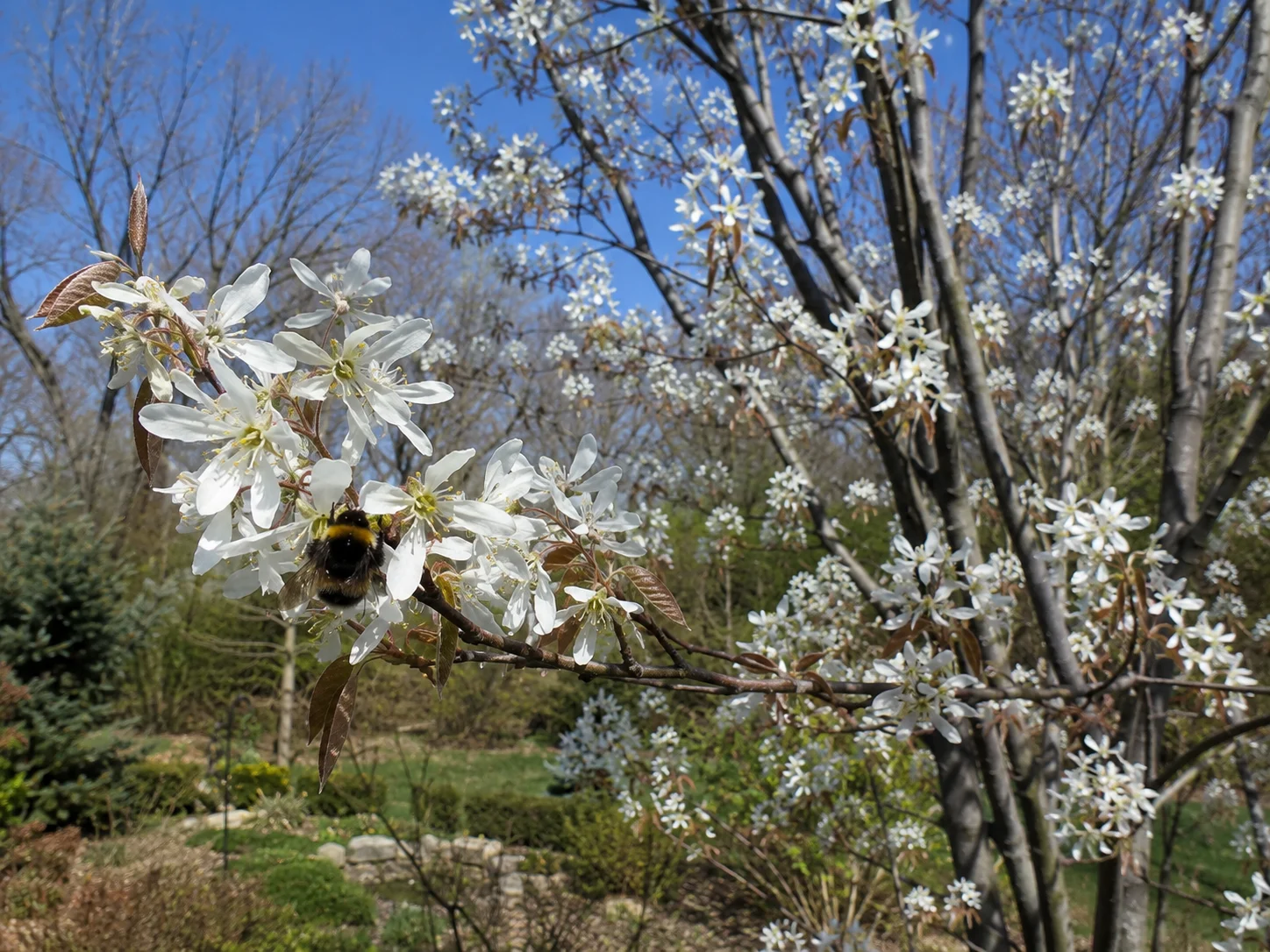 serviceberry Amelanchier early spring bloom bumblebee pollinator garden structural plant native US shrub