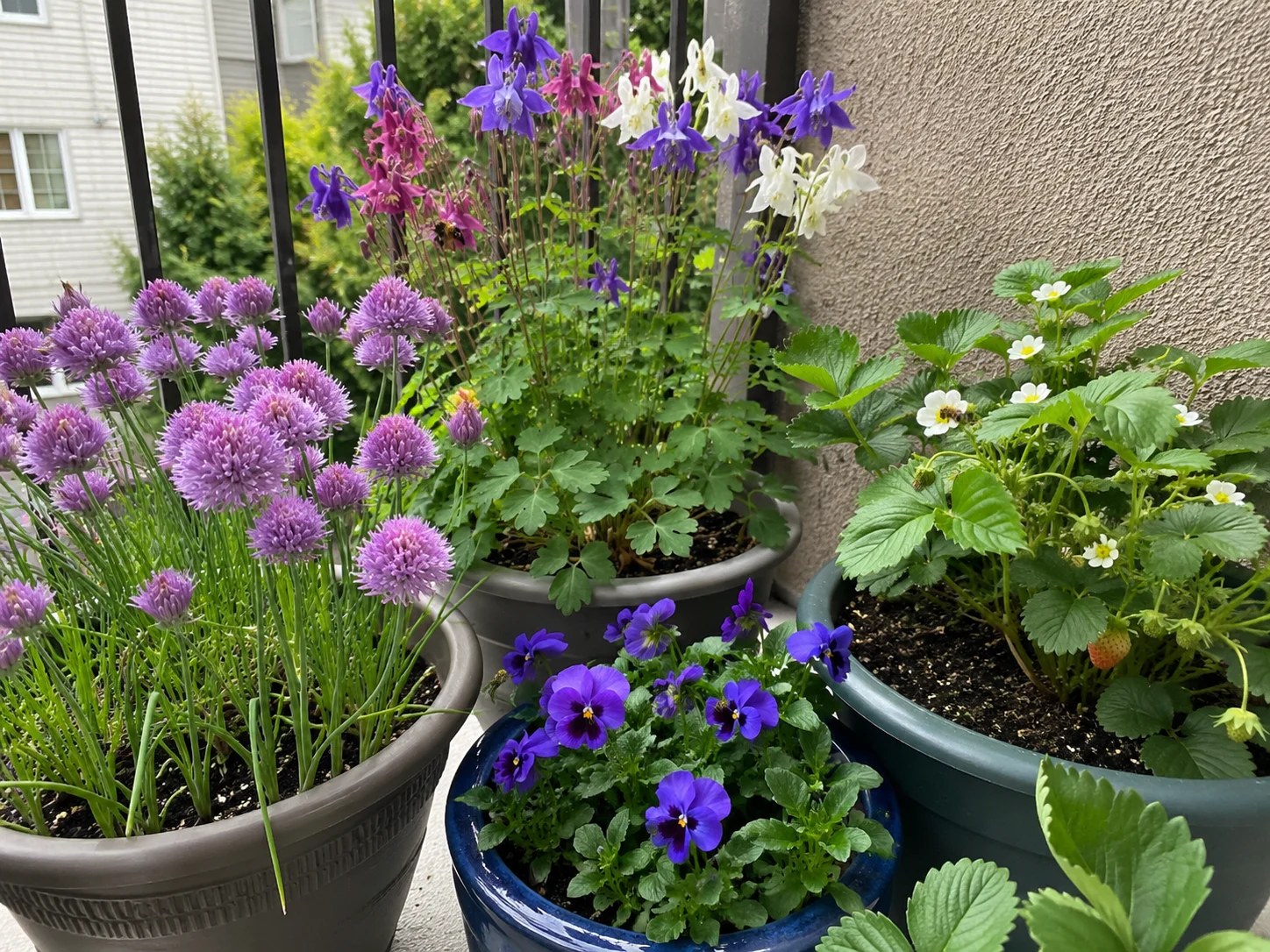 spring plants for a balcony container pollinator garden