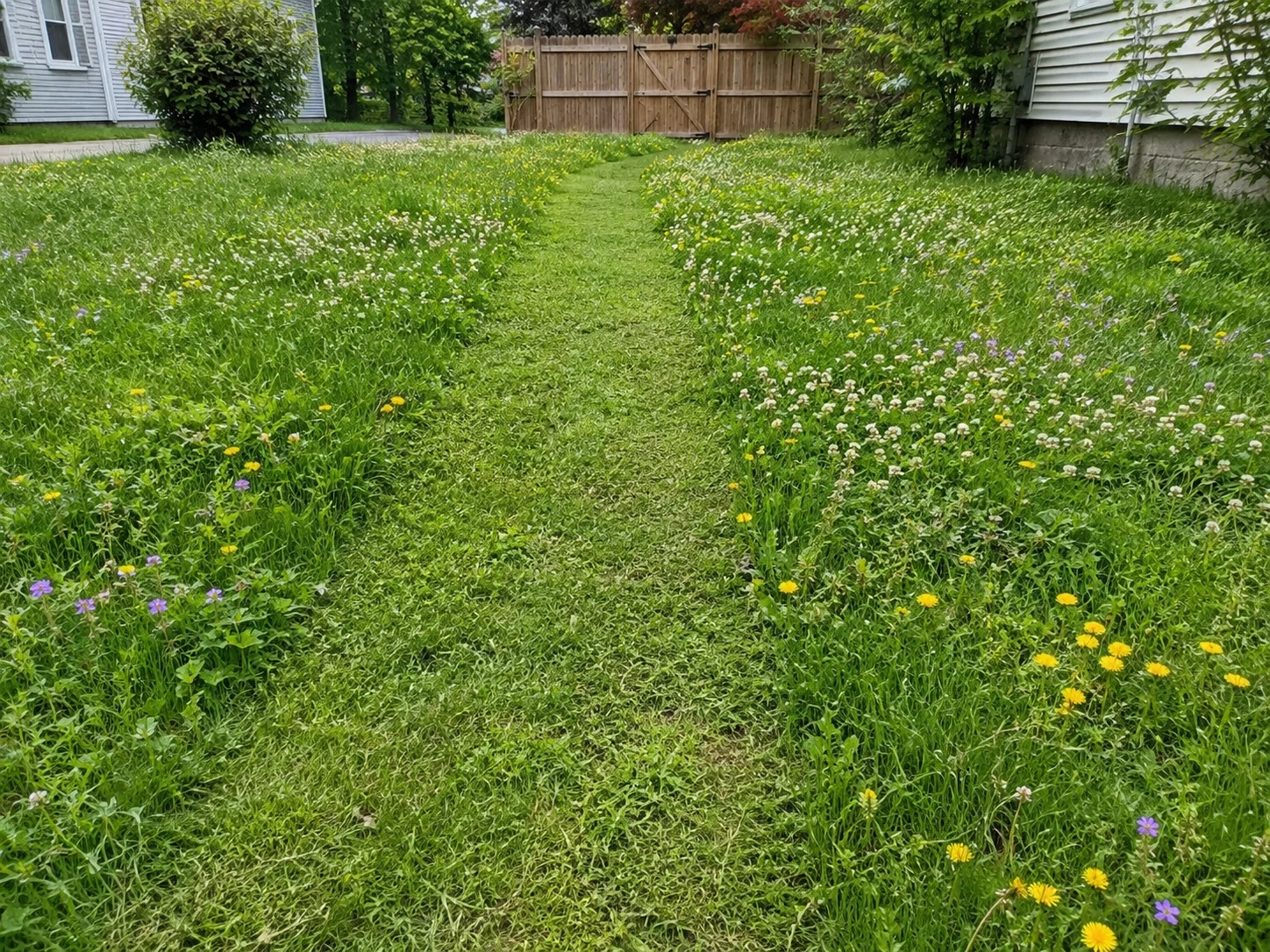 No-Mow May lawn with clover dandelions violets and maintained garden path