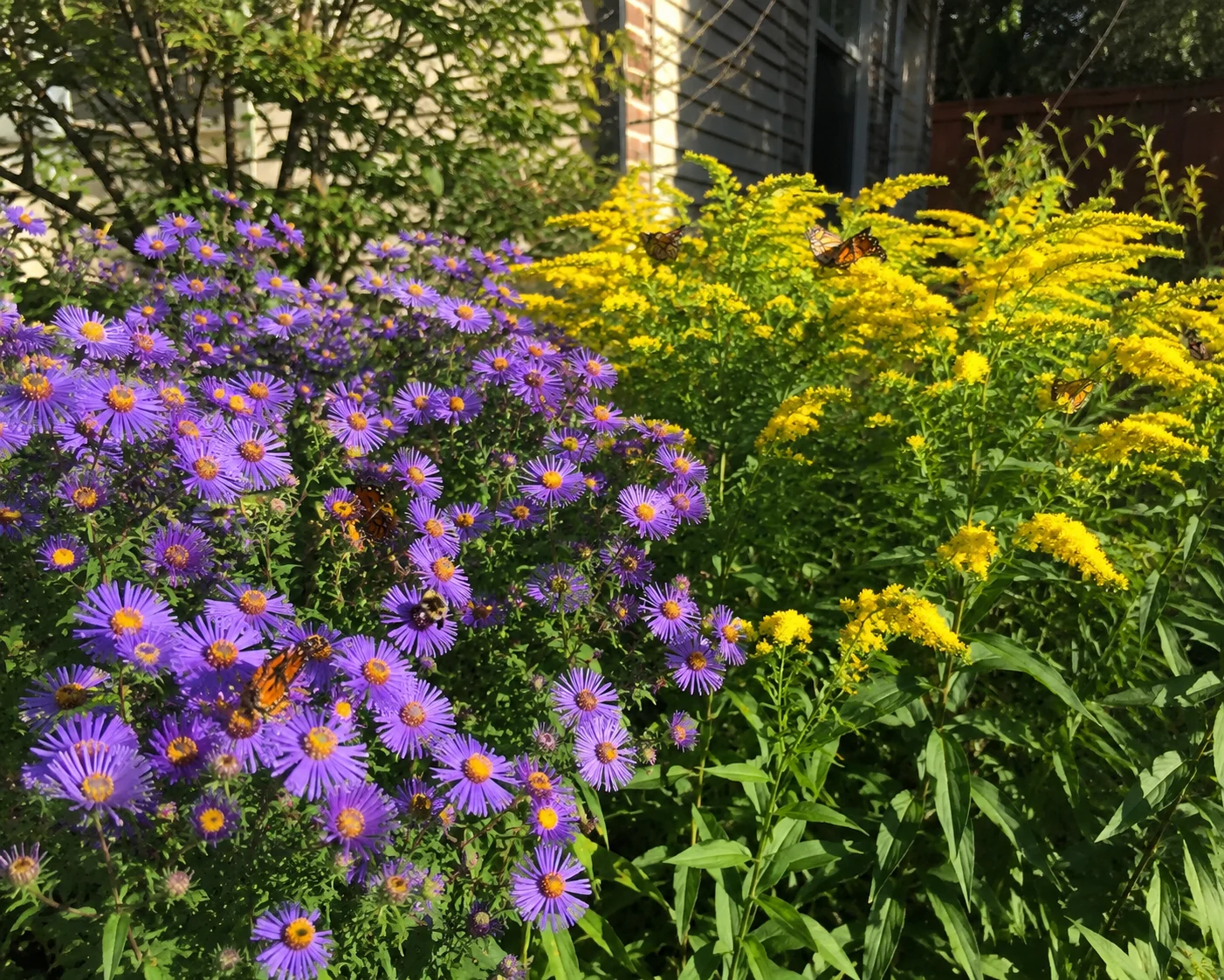 native asters and goldenrod providing late-season food for bees