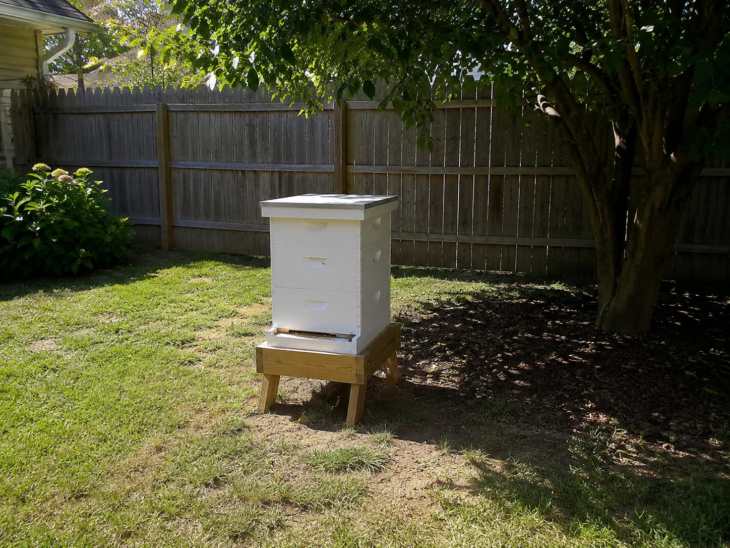 best backyard beehive placement with morning sun and afternoon shade