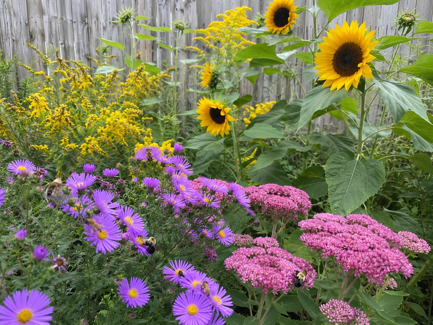 fall flowers for bees near backyard beehive goldenrod asters sedum sunflowers