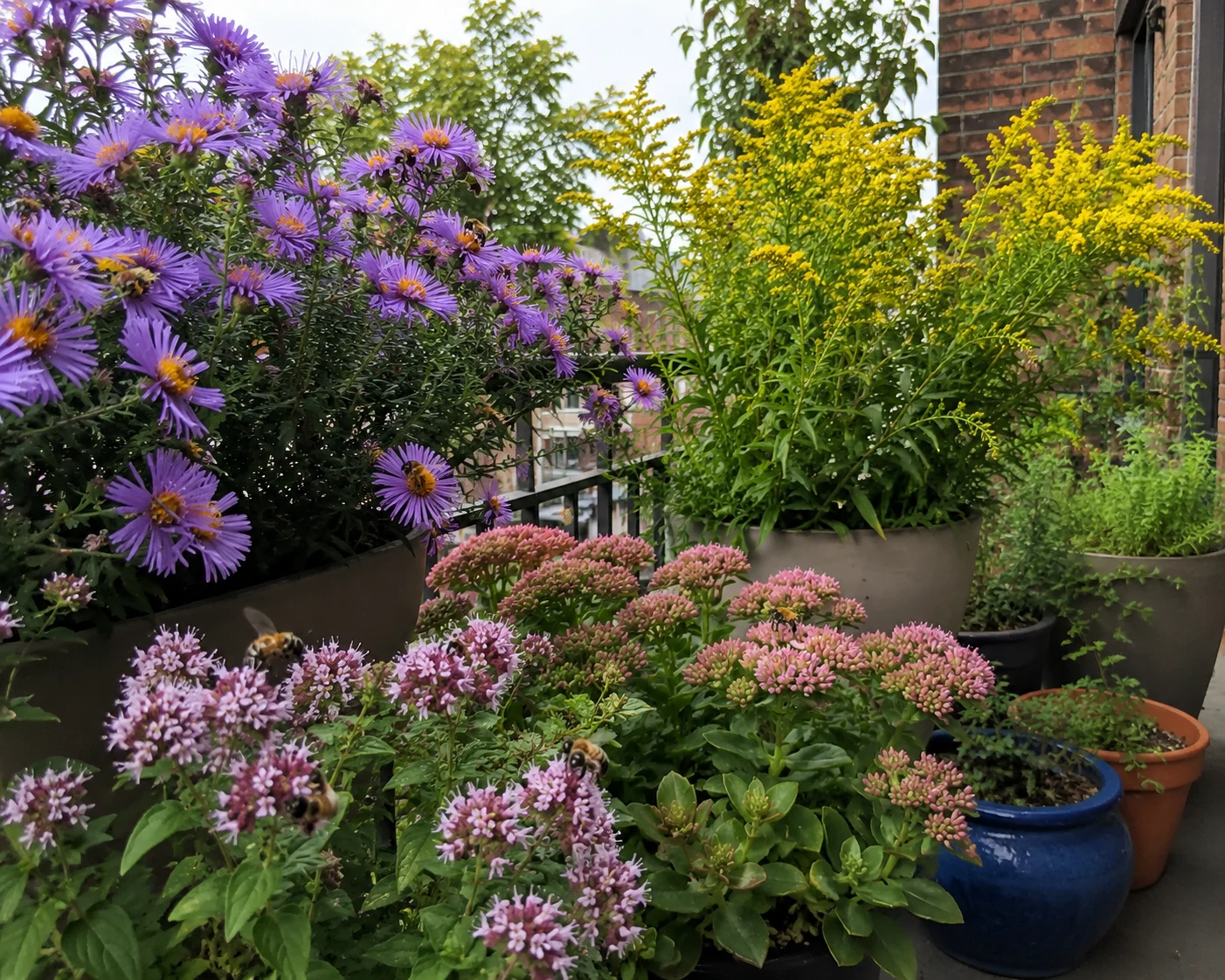 fall flowers for bees in a balcony container garden