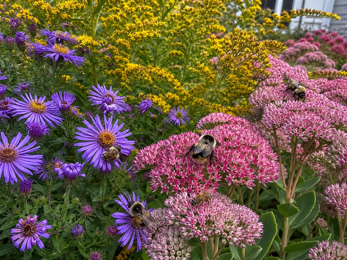 best autumn flowers for bees in a backyard bee garden