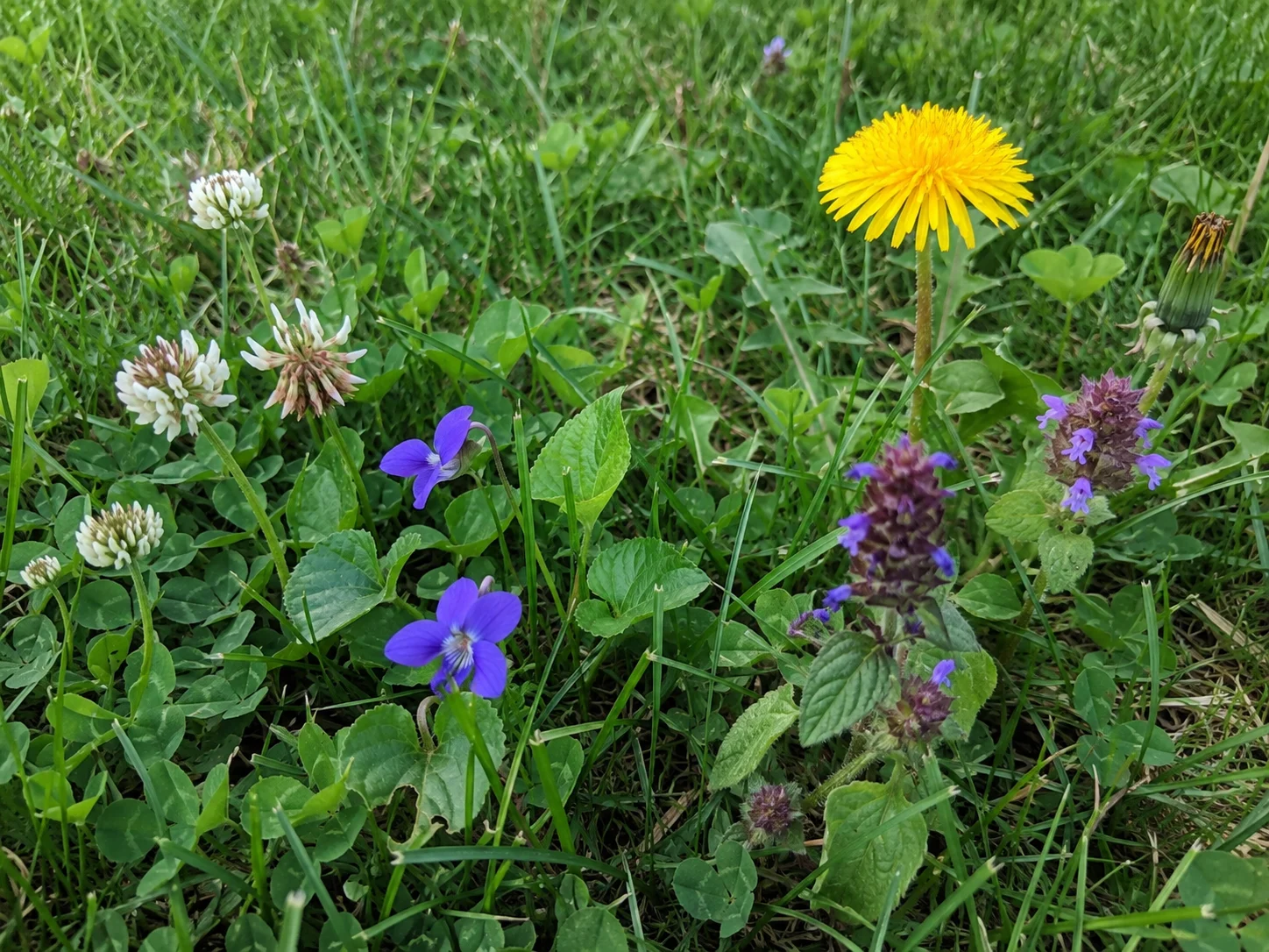 beneficial flowering lawn plants to keep during No-Mow May