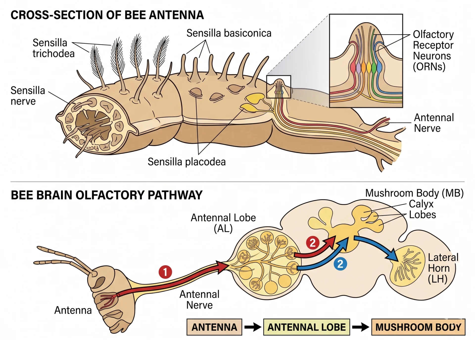 bee olfactory system diagram antenna receptor neurons antennal lobe mushroom body cancer detection science