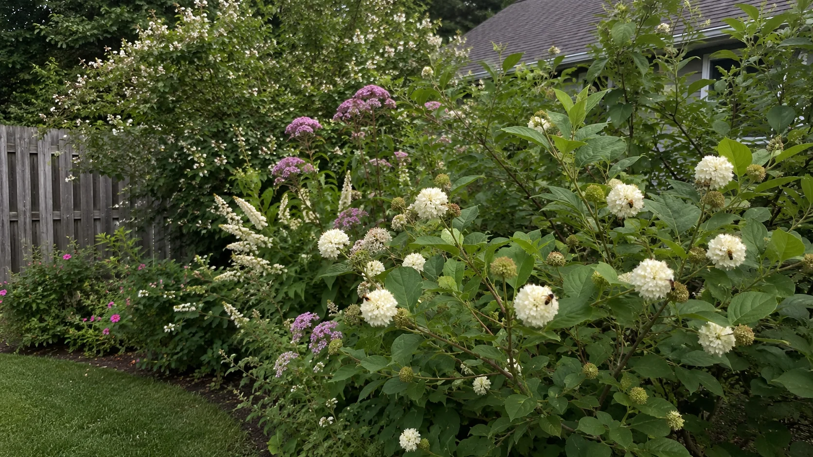 flowering shrub layer in a bee-friendly boundary hedgerow