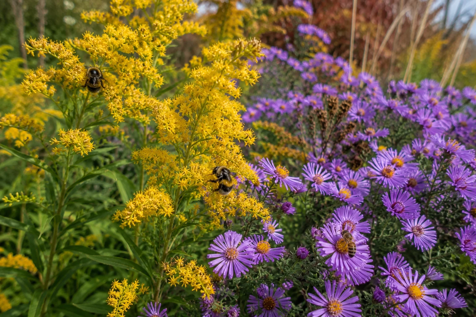 goldenrod and aster fall pollinator plants for bees and butterflies