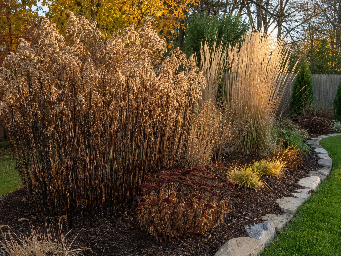 goldenrod for bees left standing after bloom for winter habitat