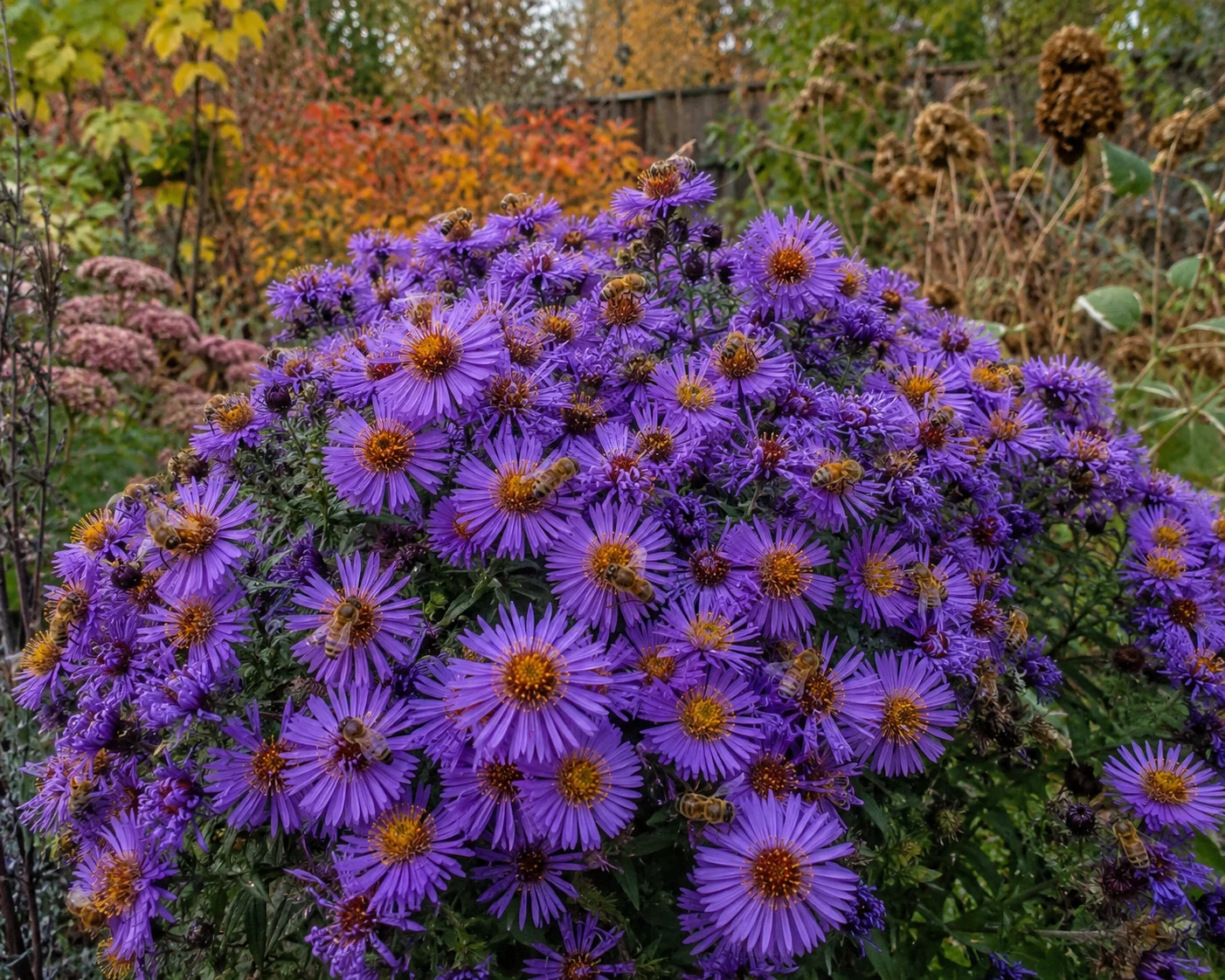 asters as late season flowers for bees in autumn garden
