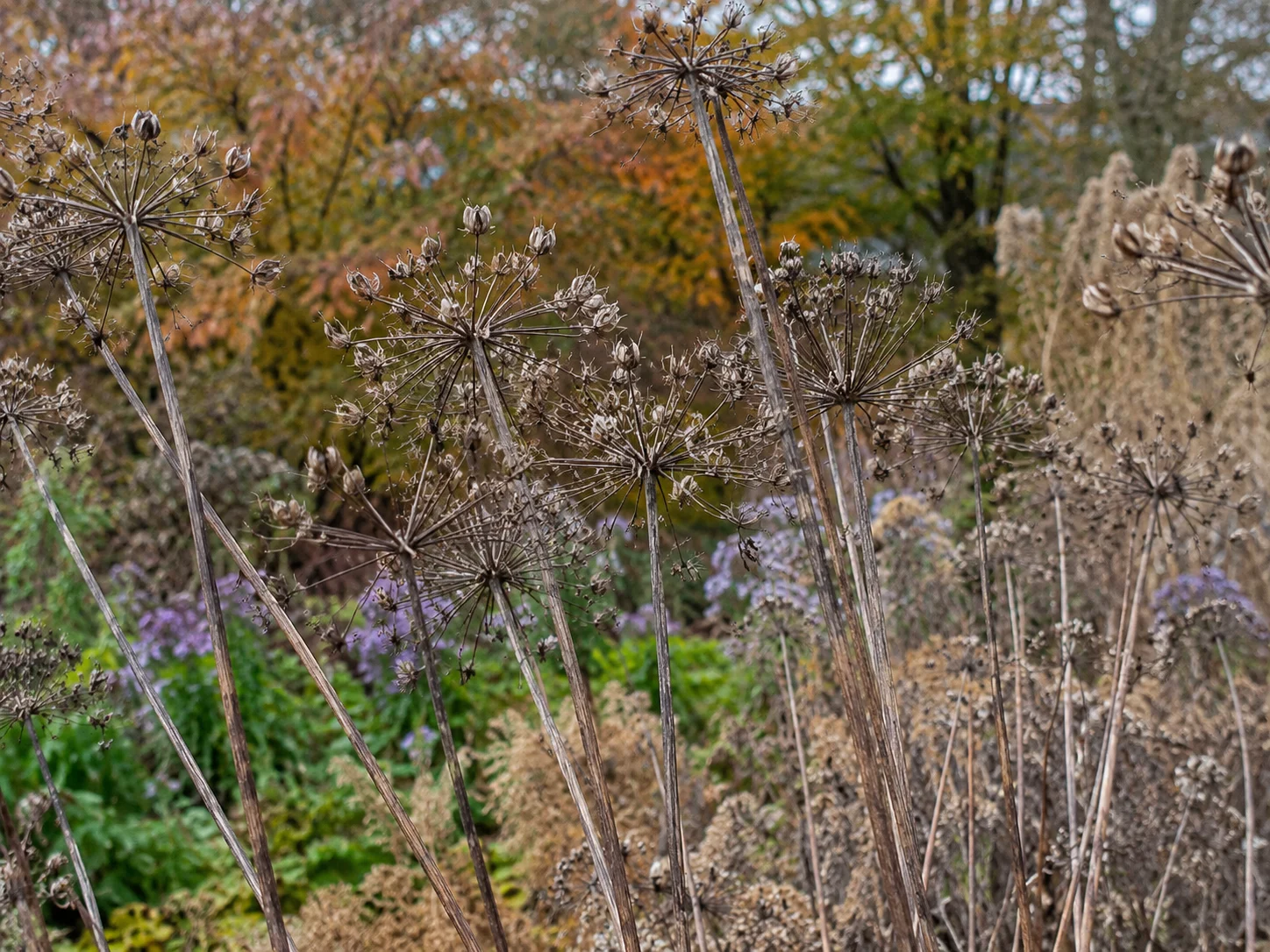 seedheads to leave when cutting back pollinator garden in fall