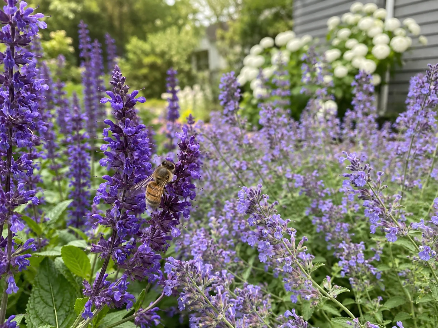 honeybee foraging on grouped salvia and catmint in bee friendly garden layout