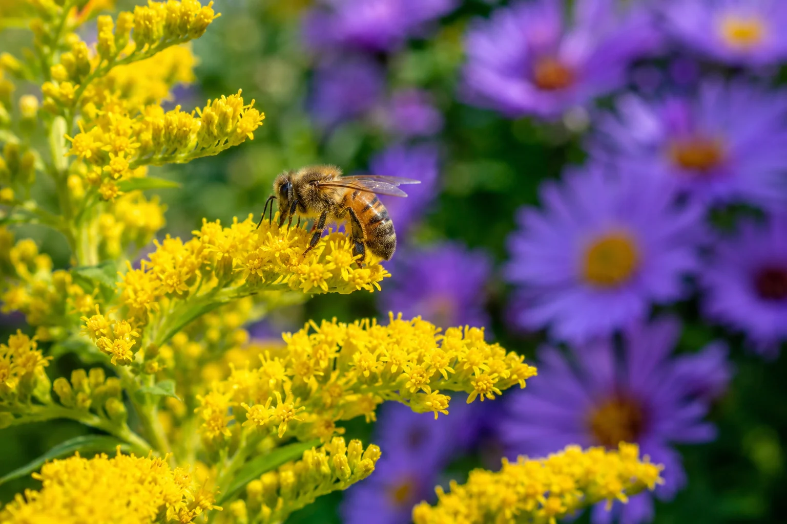 goldenrod for bees paired with asters for autumn forage