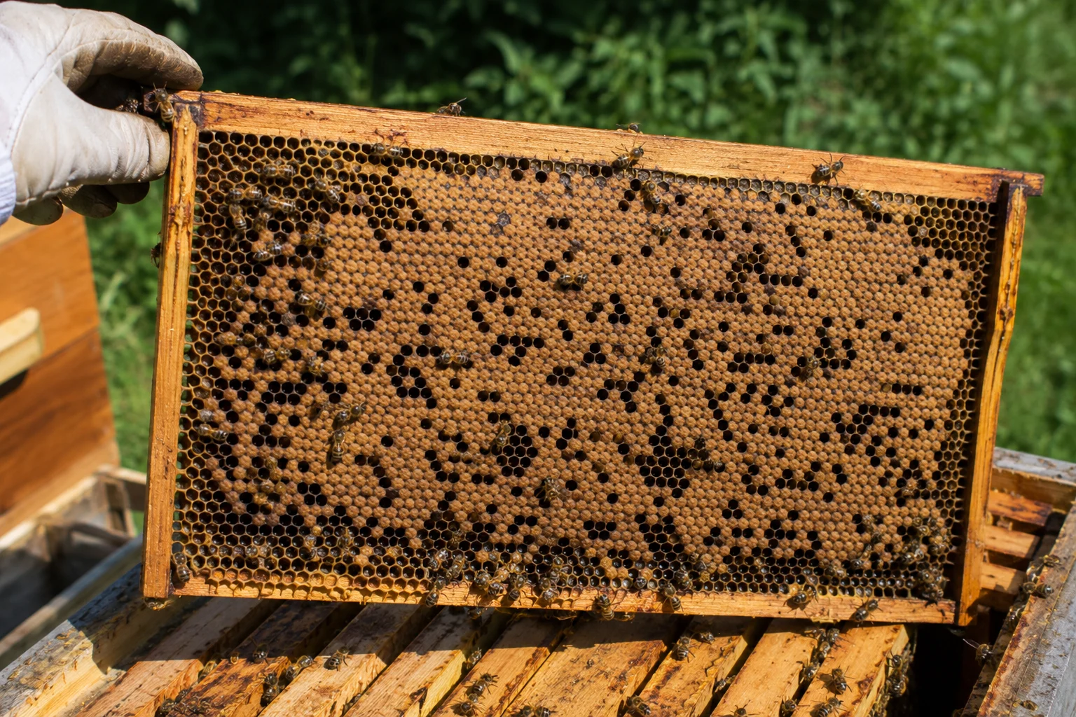spotty brood pattern failing queen beehive inspection irregular capped brood empty cells