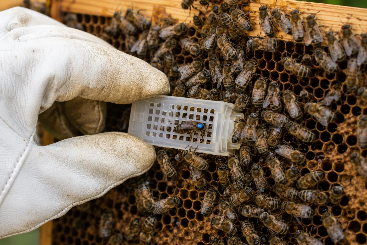 queen introduction cage mated queen beehive requeen failing queen replacement beekeeping