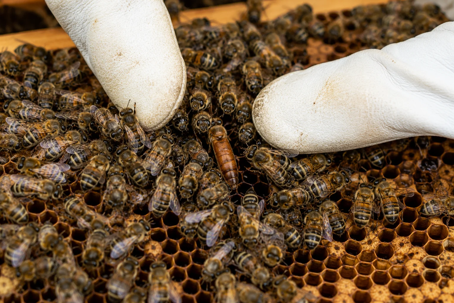 workers balling queen beehive inspection colony rejecting queen emergency sign failing queen