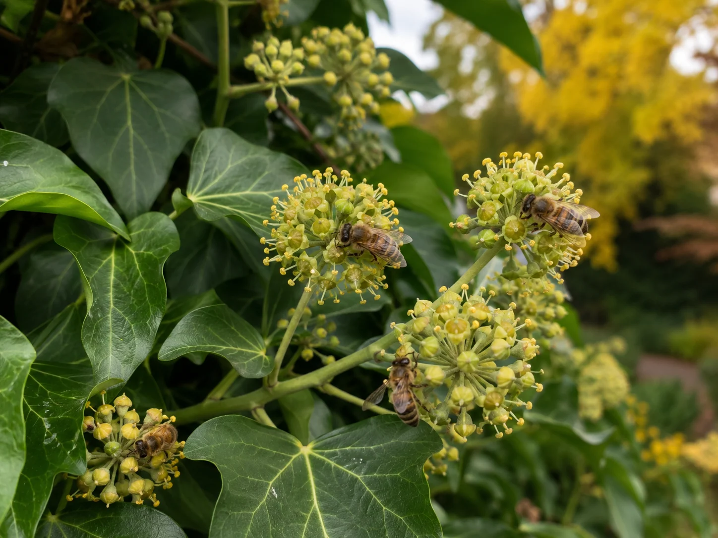 ivy flowers as late season flowers for bees in autumn