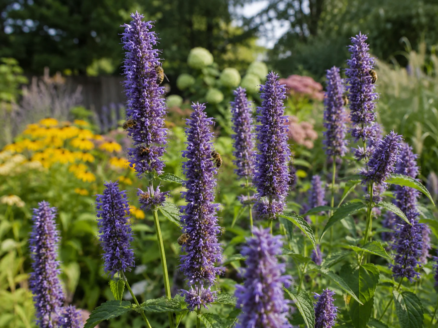 anise hyssop flowers for autumn blooming pollinator garden