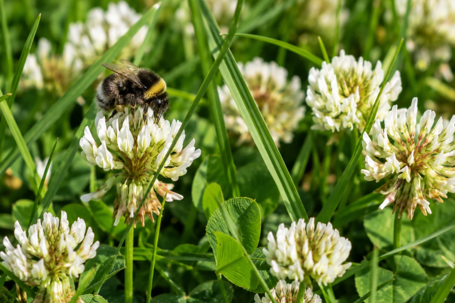 Bumblebee collecting pollen from white Dutch clover in a pollinator-friendly lawn.