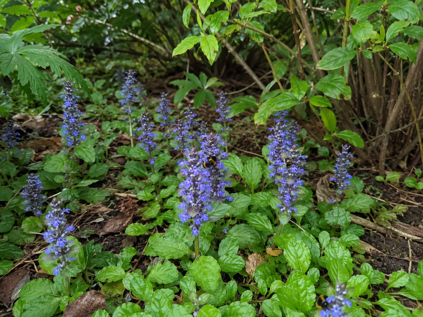 Bugle as a native UK pollinator plant for partial shade