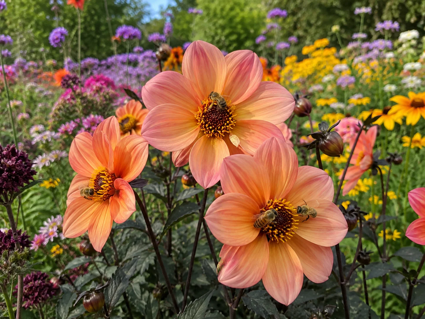 Single flowered dahlias for bees and late summer garden color