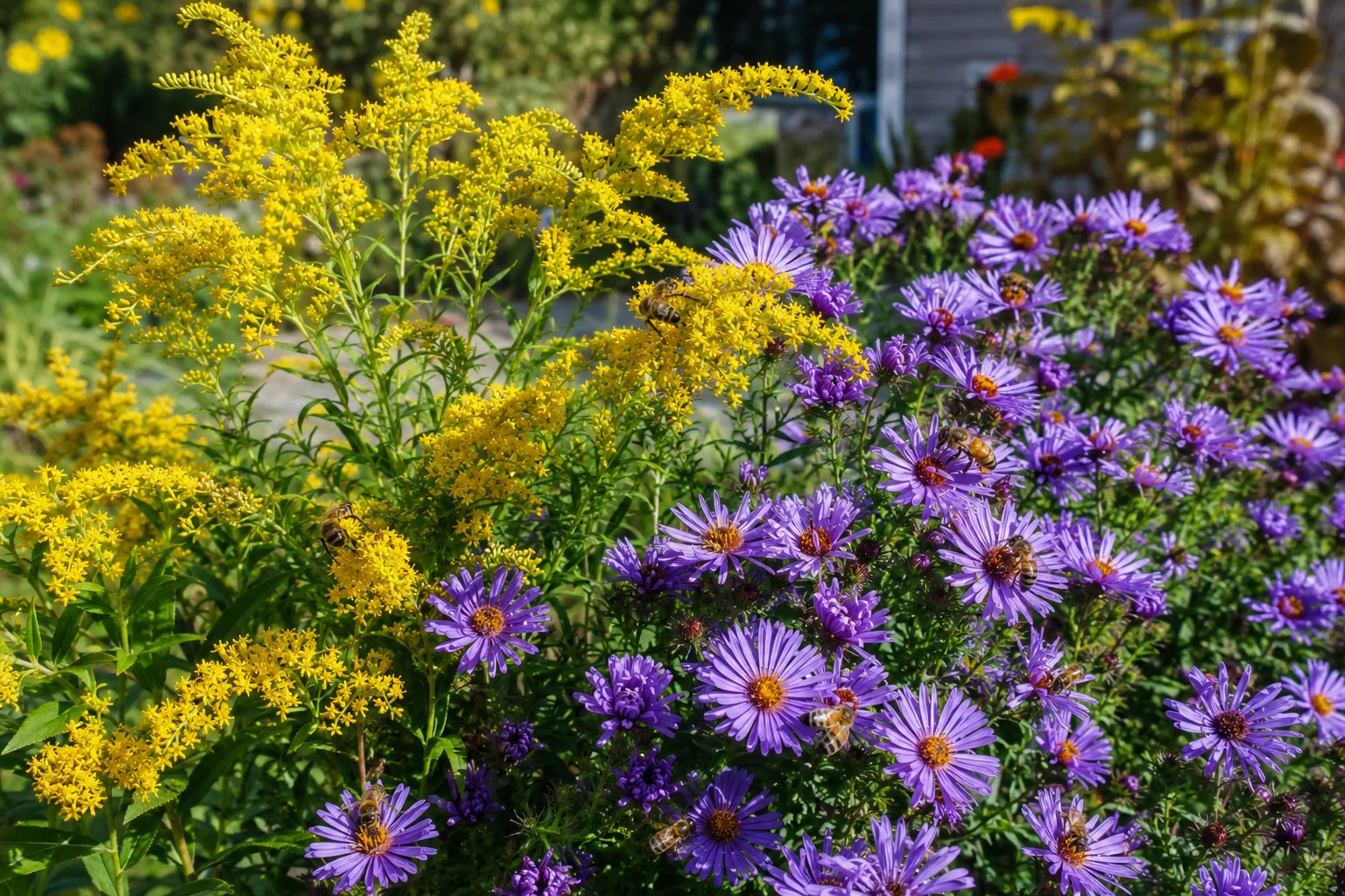 goldenrod and asters as flowers that keep garden blooming into autumn