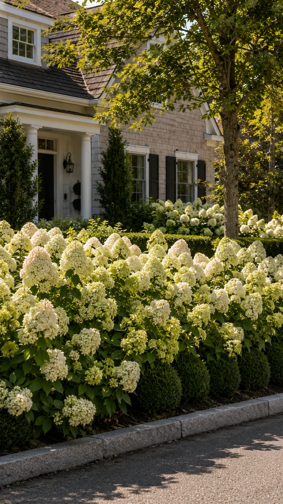 hydrangea paniculata front garden border landscaping limelight summer bloom curb appeal low maintenance