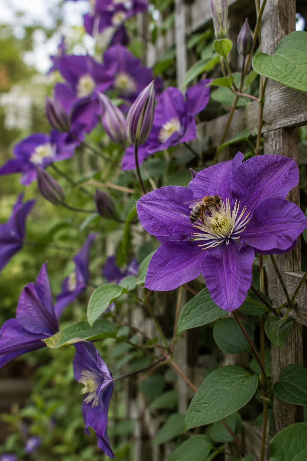 clematis vine on trellis attracting bees