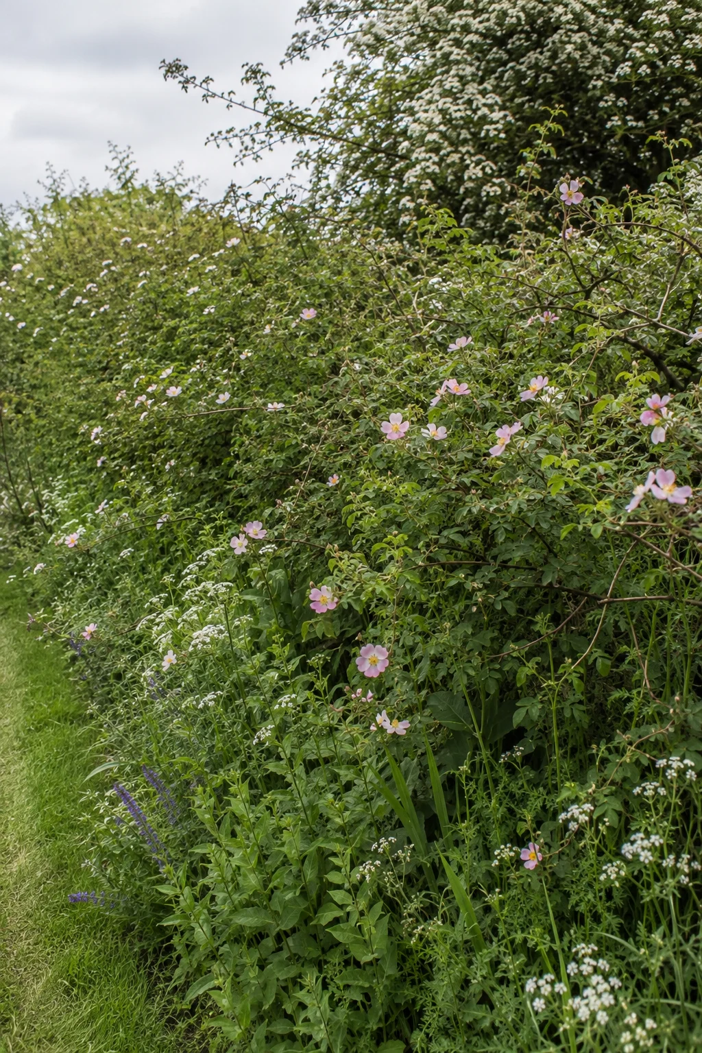 mixed hedgerow boundary cottage garden idea