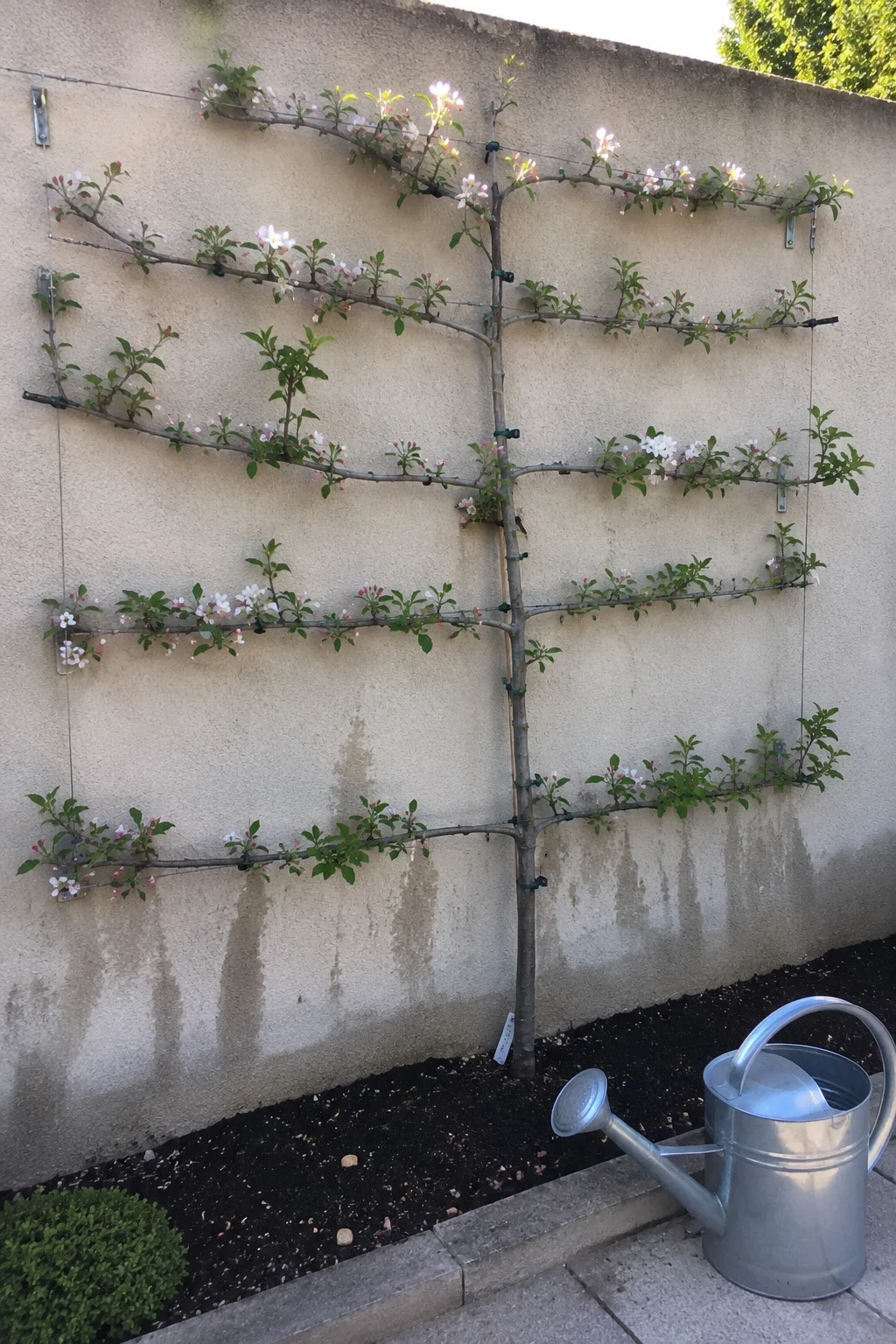 espaliered flowering shrub against wall small garden idea